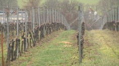 Vinári otvárajú svoje pivnice pre ľudí. Zavedie vás do nich vinárska mapa