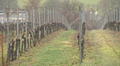 Vinári otvárajú svoje pivnice pre ľudí. Zavedie vás do nich vinárska mapa