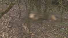 Africký mor sa šíri. Zákaz vstupu do lesa platí už aj v obciach v okolí Topoľčian