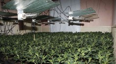 Konopný biznis v Česku prudko rastie, točia sa v ňom miliardy