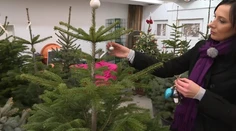 Umelý alebo živý? Najnovším hitom je vianočný stromček na prenájom