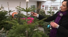 Umelý alebo živý? Najnovším hitom je vianočný stromček na prenájom