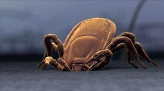 Kliešte sa už ozvali, opäť máme pre vás pár rád