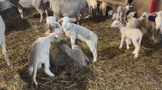 Veľká noc už zamestnáva farmárov. Na Slovensku je čoraz väčší dopyt po jahňacine