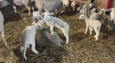 Veľká noc už zamestnáva farmárov. Na Slovensku je čoraz väčší dopyt po jahňacine