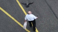 Ľudí v Chorvátsku terorizujú agresívne vrany. Pre ich útoky sa boja vychádzať von