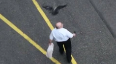 Ľudí v Chorvátsku terorizujú agresívne vrany. Pre ich útoky sa boja vychádzať von