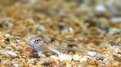 Akoby mala ruky. Žena objavila na pláži nesmierne vzácnu rybu, ktorú považovali za vyhynutú