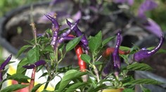 Dve klasiky, ktoré sme jedávali na raňajky od detstva