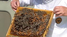 „Med za 5 eur? Skús si ho urobiť sám.“ Slovenský včelár baví internet