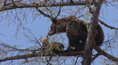 Ďalšia medvedica sa priblížila k ľuďom. Videli ju aj s mláďatami pri obci Abrahám