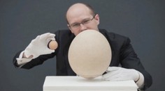 Viete si predstaviť vajce, z ktorého by sa najedla celá bytovka?