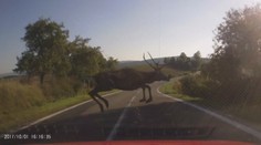 Neuveriteľný skok jeleňa, ktorý vbehol na cestu. Zachránil život sebe a možno aj vodičovi