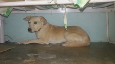 Ako pomôcť domácim miláčikom na Silvestra? Veterinár má pre majiteľov dôležité rady