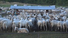 Žiadna moderná technológia, len ruky. Pozrite sa, ako bača žije na tradičnom salaši