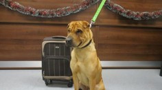 O opusteného psa Kaia majú záujem ľudia z celého sveta