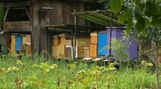 Tu ide o život: Môže ju zabiť jediná včela a má ich takmer pod oknami