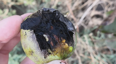 Orechy zdražejú a v záhradách ich už zrejme nikdy nevypestujeme. Môže za to malá muška