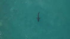 Nepríjemná náhoda: Surfér pre dvoma rokmi "zbil" žraloka, teraz si ho opäť našiel