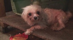 Pre majiteľov je to biznis, psy sú však v hrozných podmienkach. Nazreli sme do množiarne