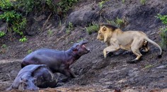 Odvážny malý hroch odohnal leva, ktorý chcel zožrať jeho zranenú mamu