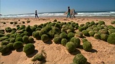 V Austrálii na pláži sa opäť objavili záhadné zelené gule