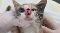 Mačiatku sa v nose usídlila veľká larva. Zábery sú len pre odolných