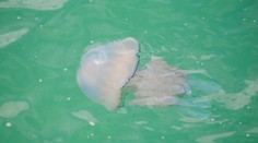 V Chorvátsku sa objavili nebezpečné medúzy. Odborníci radia čo robiť, ak na ne narazíte