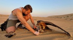 Slovák trénuje sokoly pre arabských šejkov. Stará sa o elitu medzi dravcami