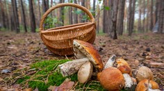Ako spracovať huby? Rady starých mám sa vracajú do našich kuchýň