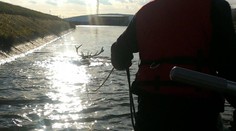 Nielen mačky na stromoch. Hasiči zachránili majestátne zviera uviaznuté v rieke