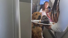 Psie aerolinky vypravili prvý let. O lístky je aj napriek cene veľký záujem