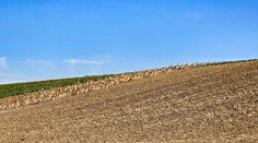 Pohľad ako z divočiny. Michalovi na Záhorí zablokovali cestu stovky danielov