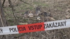 Poľovník, ktorý otrávil dravé vtáky, sa postavil pred súd