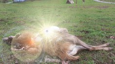 Vlci uštvali a strhli jeleňa až priamo v dedine. Starosta vyzýva ľudí, aby boli opatrní