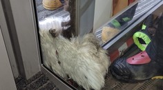 Kuriózny zásah českých hasičov: Ratovali psa, ktorý zablokoval vchod do nákupného centra