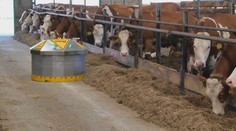 Pomáha kŕmiť kravy, produkcia mlieka stúpa. Na družstve pri Púchove majú nového robotického kolegu