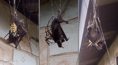 Nočná mora ľudí s arachnofóbiou: V dome našla obrovského pavúka, ktorý žral netopiera