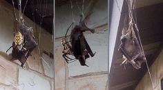 Nočná mora ľudí s arachnofóbiou: V dome našla obrovského pavúka, ktorý žral netopiera