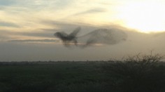 Tisícky škorcov predviedli na oblohe úžasné divadlo