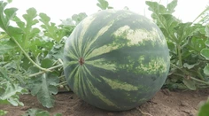 Mysleli ste si, že horúčavy melónom pomáhajú? Farmári vysvetľujú, prečo je to naopak