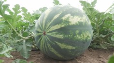 Mysleli ste si, že horúčavy melónom pomáhajú? Farmári vysvetľujú, prečo je to naopak