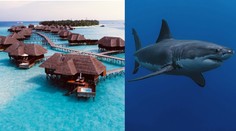 Nočná mora na svadobnej ceste: Mladomanžela vo vysnívanom dovolenkovom raji brutálne napadol žralok, bojuje o život