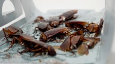 Muž sa zobudil na ostrú bolesť v uchu. Zahniezdila sa mu v ňom rodina hmyzích votrelcov