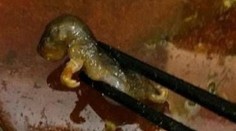 Tehotná žena našla v polievke potkana, reštaurácia jej ponúkla šokujúcu kompenzáciu