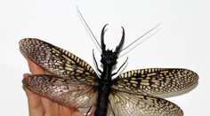 Tento hmyz by ste stretnúť určite nechceli. Je najväčší na svete