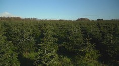 V Dánsku vyšlachtili nový druh vianočného stromčeka. Experiment má priniesť revolúciu