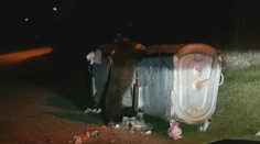 V detskej nemocnici v Dolnom Smokovci sa nevedia zbaviť medvedích návštev