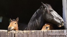 Koňom sa otočili chrbtom. V Muránskej planine zrejme definitívne končia