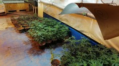 Akcia ZEUS: Naka zhabala laboratórium a marihuanu. Zadržali tri podozrivé osoby